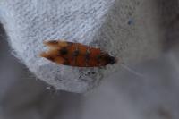 Promalactis procerella
