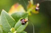 Adela australis