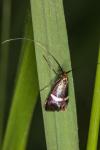 Adela australis