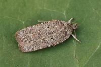 Agonopterix rutana