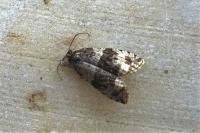 Orthotaenia undulana