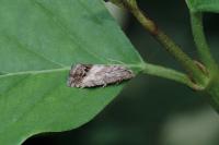 Cydia splendana