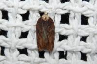 Acleris hastiana