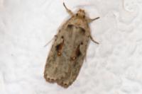Agonopterix ocellana