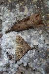 Alucita hexadactyla