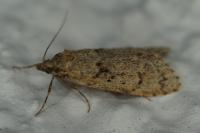 Diurnea fagella