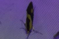 Harpella forficella