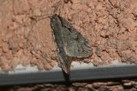 Semioscopis avellanella