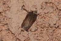 Acleris hastiana