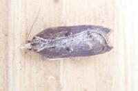 Acleris cristana