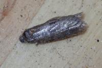 Tortricodes alternella