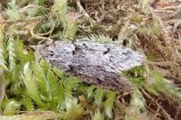 Diurnea fagella