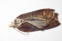 Acleris cristana