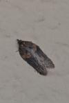 Acleris hastiana