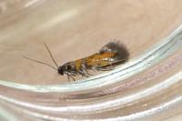 Chrysoesthia drurella