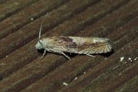 Eucosma gr. cana