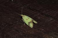 Agapeta zoegana