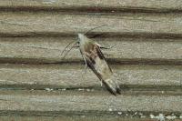 Eucosma gr. cana