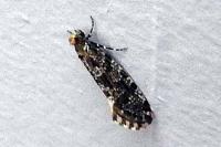 Triaxomera parasitella
