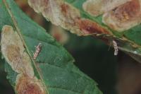 Cameraria ohridella