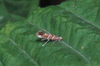 Cameraria ohridella