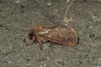 Korscheltellus lupulinus