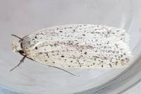 Agonopterix pallorella