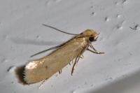 Tinea pellionella