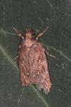 Depressaria albipunctella