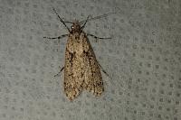 Diurnea fagella