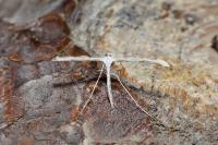 Emmelina monodactyla