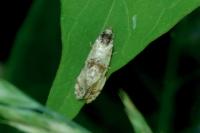 Neocochylis molliculana