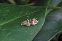 Celypha lacunana