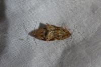 Archips xylosteana