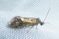Dyseriocrania subpurpurella
