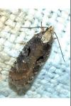 Agonopterix liturosa