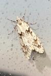 Diurnea fagella