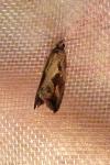 Endothenia quadrimaculana