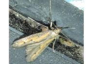 Ochromolopis ictella