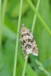 Celypha rivulana