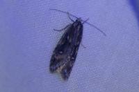 Semioscopis oculella