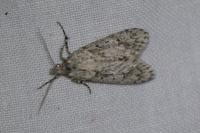 Diurnea fagella
