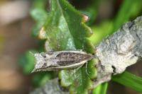 Ancylis apicella