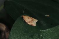 Clepsis consimilana
