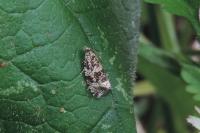 Celypha lacunana