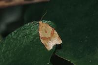 Clepsis consimilana