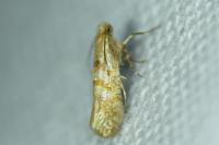 Argyresthia freyella