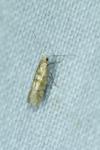 Argyresthia freyella