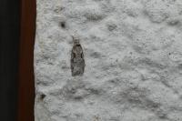 Semioscopis steinkellneriana