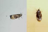 Hedya ochroleucana